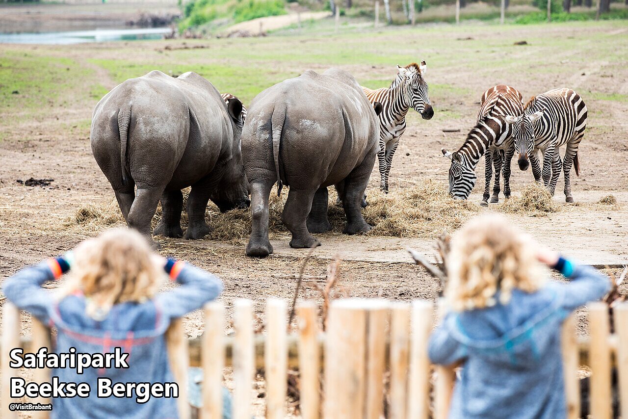 Nash�rner und Zebras von Kindern beobachtet im Safaripark Beekse Bergen, Niederlande.