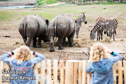 Nashörner und Zebras im Safaripark Beekse Bergen, ein Ort zum Besuchen.