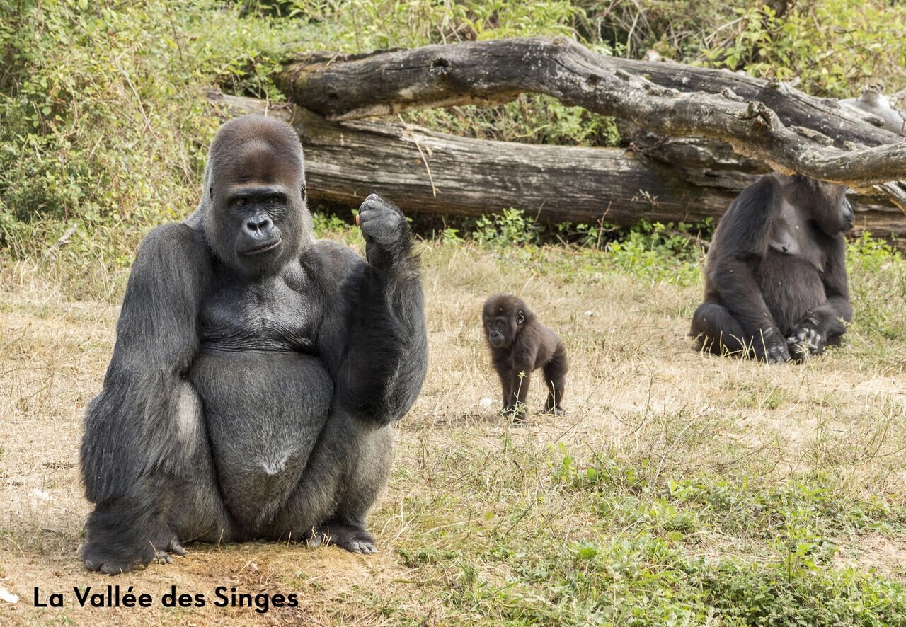 Gorillas at La Vall�e des Singes, an animal park to visit near Valence-en-Poitou.