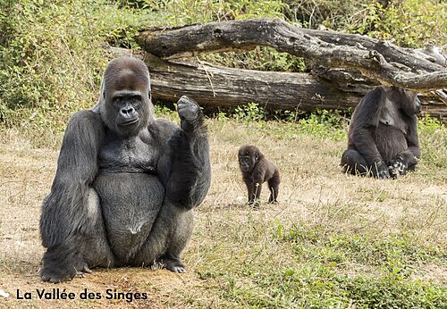 Erwachsene Gorillas und Baby im La Vallée des Singes, Tierpark nahe Valence-en-Poitou.