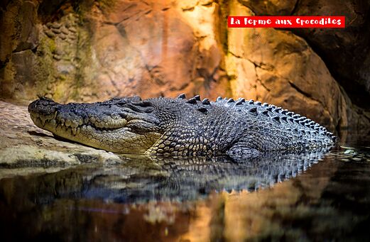 Gro�es Krokodil in La Ferme aux Crocodiles, Attraktion nahe Pierrelatte, Dr�me.