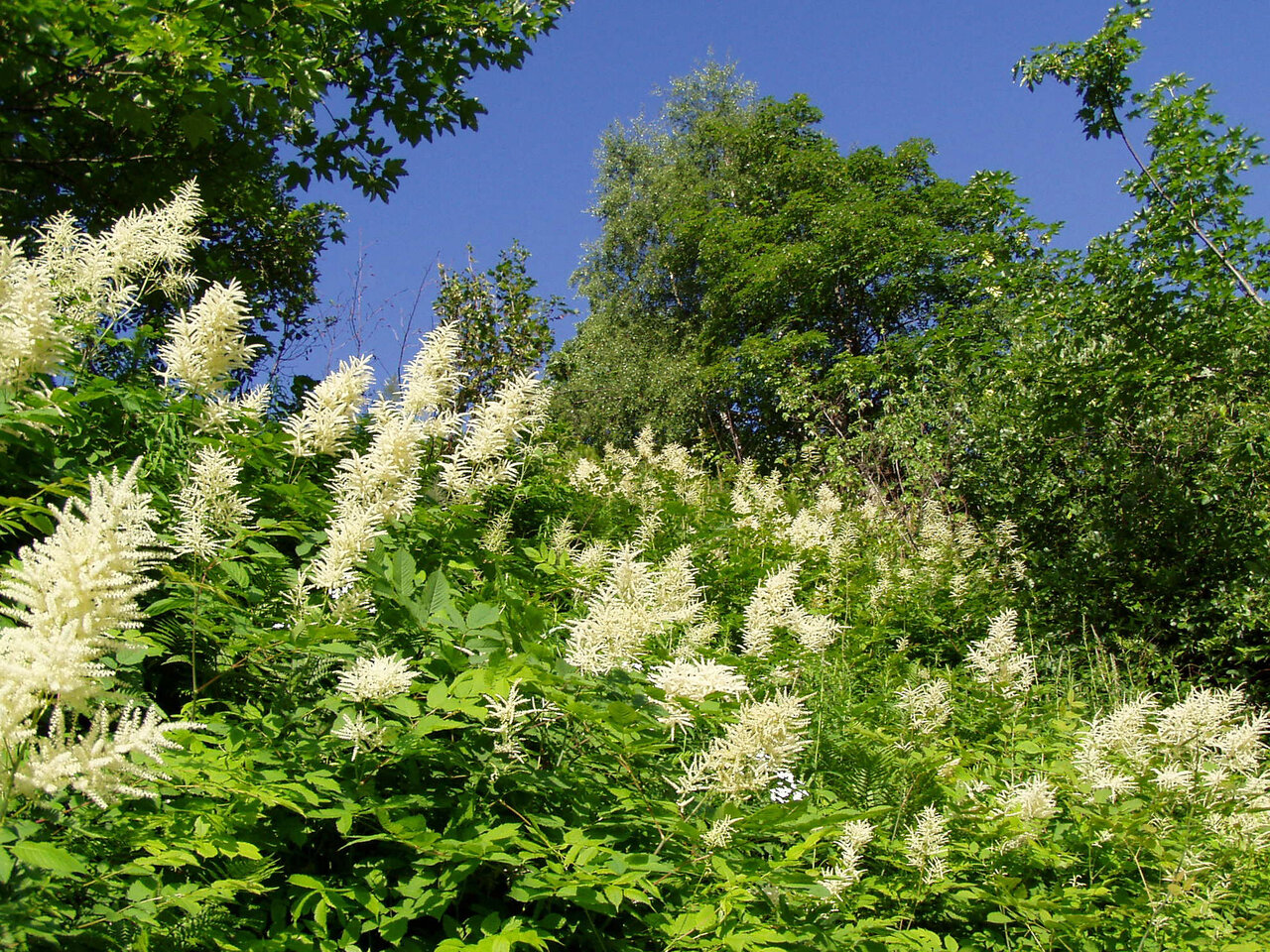 Witte bloeiende planten en groene bomen onder blauwe lucht bij camping CAPFUN Saint Colomban.