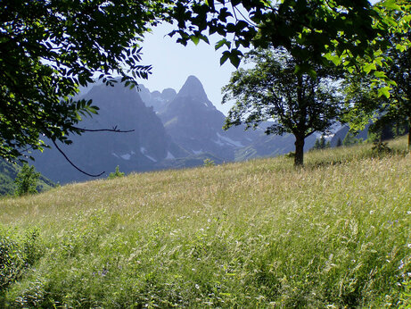 Grünes Feld, Bäume und Berge auf Camping CAPFUN Saint Colomban des Villards (73).