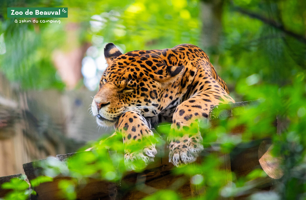 Jaguar ruht im Zoo de Beauval, ein Ausflugsziel in der N�he des Campingplatzes.