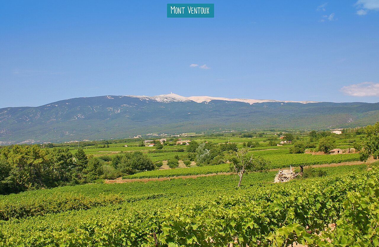 Majest�tischer Mont Ventoux �ber den Weinbergen der Provence, ein Ausflugsziel.