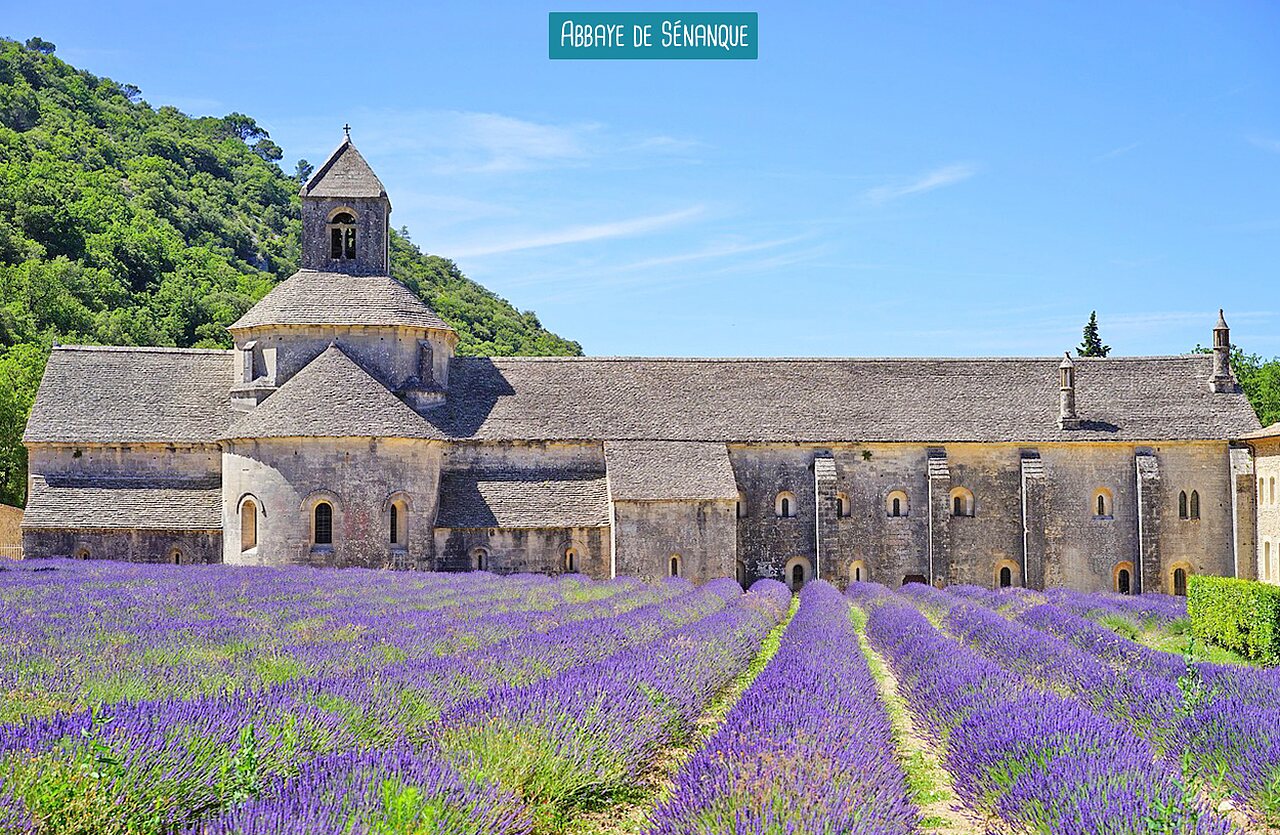 Abbaye de S�nanque et champs de lavande, lieu � visiter en Provence.