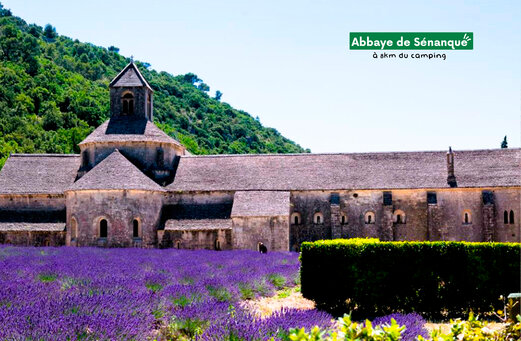 Abtei S�nanque und Lavendelfelder, Sehensw�rdigkeit in der N�he von Gordes.
