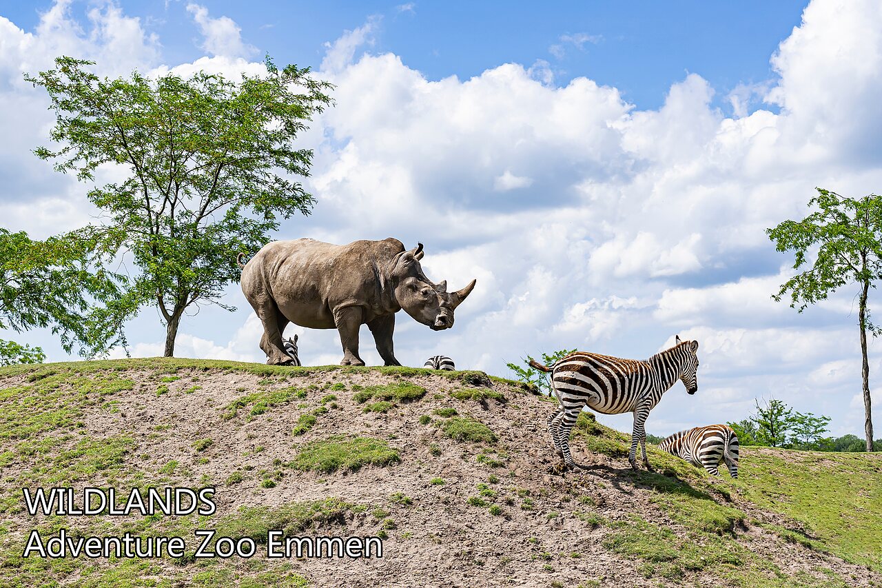 Rhinoc�ros et z�bres au WILDLANDS Adventure Zoo � Emmen, Pays-Bas.