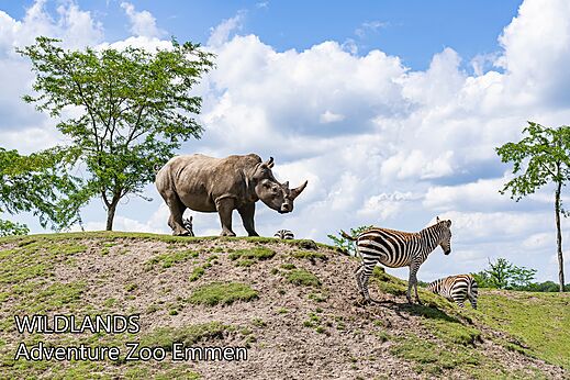 Nashorn und Zebras im WILDLANDS Adventure Zoo in Emmen, Niederlande.