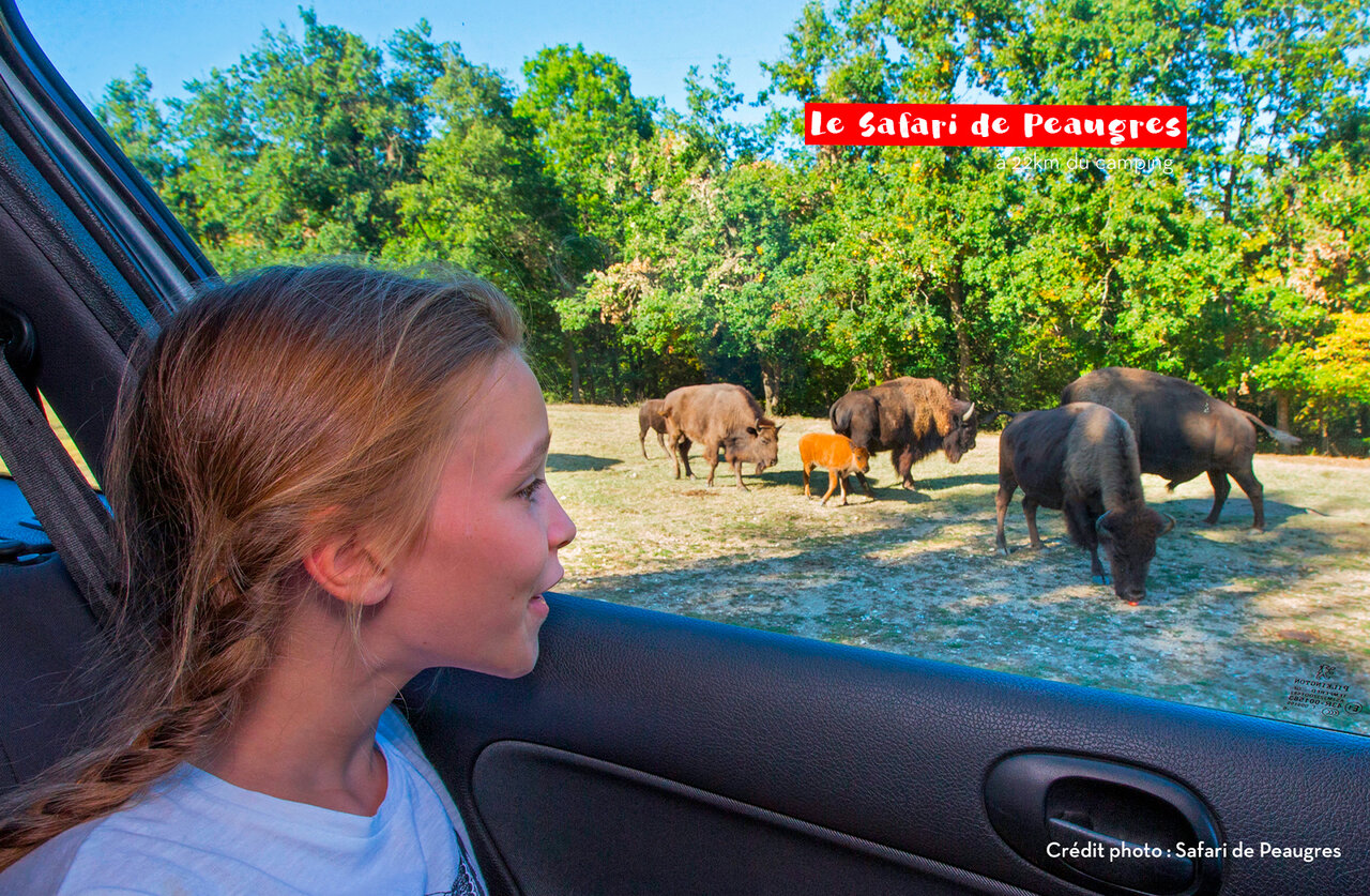 Kind beobachtet Bisons im Safari de Peaugres, eine Attraktion nahe dem Campingplatz.