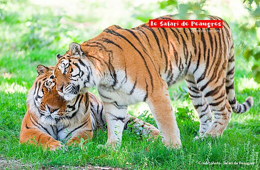 Zwei majestätische Tiger im Safari de Peaugres, ein Tierpark zum Besuchen.