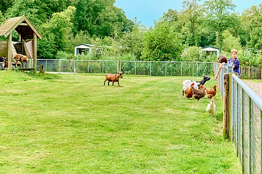 Minifarm mit Ziegen, H�hnern und Kindern am Campingplatz CAPFUN De Waldsang in Bakkeveen.