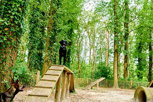 Hundepark mit Hunden an Agility-Hindernissen auf dem Campingplatz CAPFUN De Waldsang in Bakkeveen.