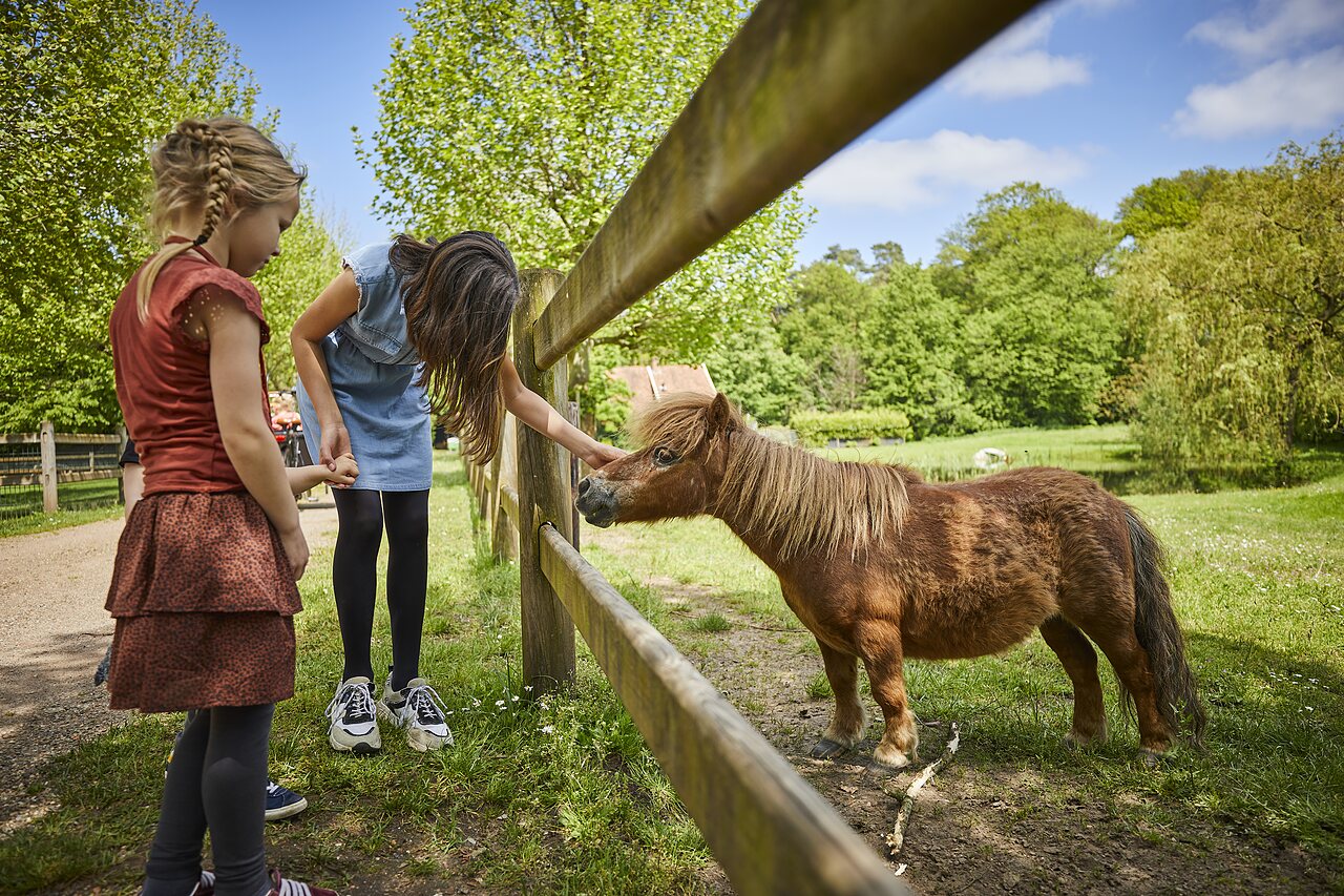 Enfants caressant un poney derri�re une cl�ture en bois au camping CAPFUN het Winkel � Winterswijk.