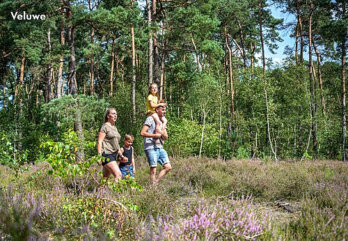 Familie spaziert durch Heide und Wald auf dem Campingplatz CAPFUN Zeumersehof in Voorthuizen.