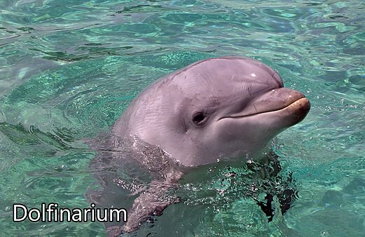 Lächelnder Delfin schwimmt in klarem Wasser im Dolfinarium, eine Attraktion.